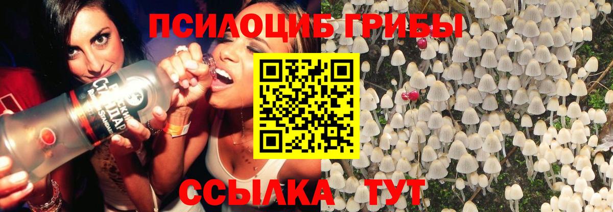 Галлюциногенные грибы Psilocybe Спасск-Дальний